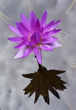 Purple Water Lily reflection